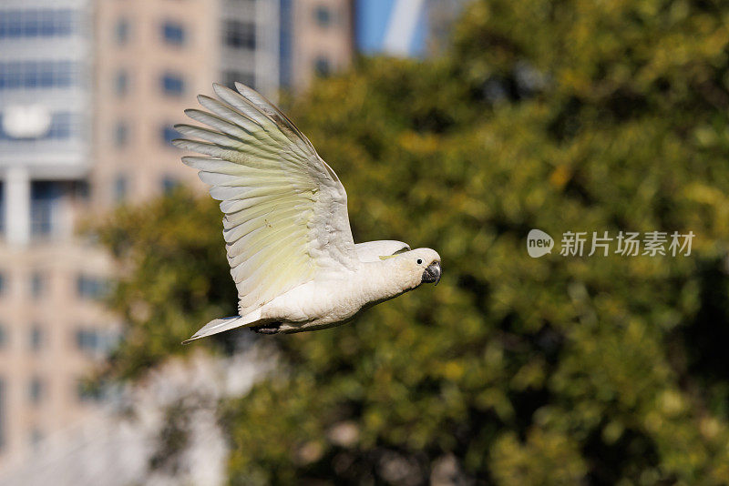 飞行中的硫冠凤头鹦鹉，Cacatua galerita